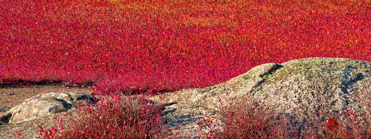 Wild Blueberry Field
