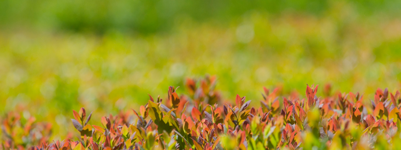 Wild Blueberry Field 